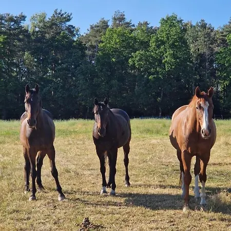 Hof Baden, Schneverdingen