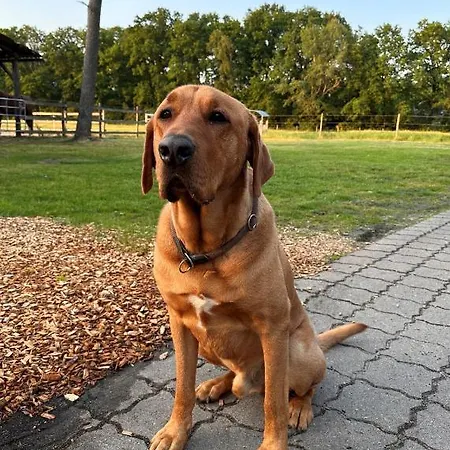 Apartamento Hof Baden, Schneverdingen